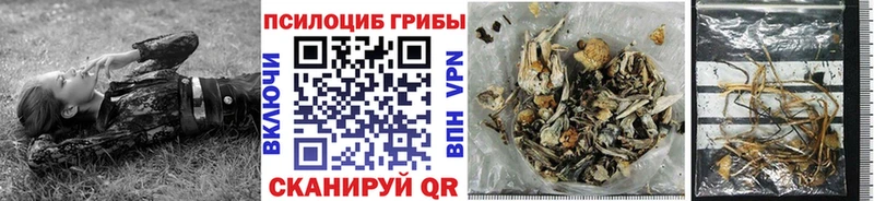 Галлюциногенные грибы Cubensis  закладки  Междуреченск 
